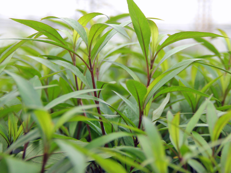 Schmalblättriger Wasserfreund - Hygrophila corymbosa 'Thailand'